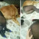 Zoofilija v Srbiji: V Beogradu ponujali seks z živalmi za 70 evrov!