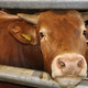 Afera odvzema govedi: Potrjeno partnerstvo med inšpektorico Štiglic in veterinarjem iz Mokronoga