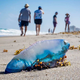 FOTO: Zaradi pošastnih portugalskih ladjic se zapirajo plaže, šestletnik pristal v bolnišnici
