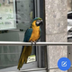 FOTO: V središču Ljubljane pred banko opazili rumenoprso aro