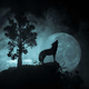 Januarska polna luna ni čas akcije, temveč razmišljanja