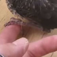 Fizioterapija za mladega kosa in oskrba ran divjih živali