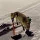 (Video) Lisica na smučišču Rudno ukradla rokavico