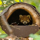 Mali mačji panda Bambu že kuka iz gnezda