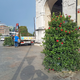 Izčrpane pelargonije so nasledile dipladenije