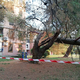 Pinije zlomilo gorivo