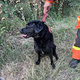 Gasilci labradorko Aro rešili iz vode