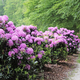 Arboretum Volčji Potok: cvetoči park z bogato in dolgo zgodovino (FOTO)