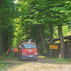 Med Kobaridom in Robičem obrezujejo lipe
