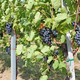 Vino kot razglednica in vabilo na obisk