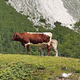 Zakaj trgovine določajo ceno, kmetje in pekarji pa nosijo največje tveganje?