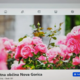 Mestna občina Nova Gorica prikrito omejuje komentiranje na njeni facebook strani?