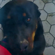ZAKAJ SE JE MUDILO USMRTITI PSA RONA? "Veterinarsko inšpektorico bomo kazensko ovadili"