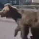 Slovaki ustrelili medveda, ki je sredi mesta napada ljudi