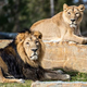 Umrl je lev Maksimus - zvezdo ljubljanskega ZOO-ja so evtanazirali