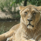 Kralj ljubljanskega ZOO: lev požre 30 kg mesa na teden (FOTO)