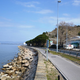 Obnova drevoreda na obalni cesti med Koprom in Izolo