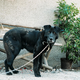 Veterinarska uprava ob nizkih temperaturah poziva k zaščiti na prostem živečih domačih živali