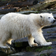 Polarnim medvedom grozi stradanje zaradi taljenja arktičnega ledu
