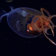 V objektiv so prvič ujeli orjaškega lignja v globinah oceana