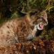S pomočjo projekta Life Lynx ima populacija risov v Sloveniji znova svetlo prihodnost