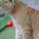 Goljat iz Romunije, redki križanec med levom in tigrico, se je predstavil javnosti