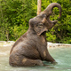 Slonica Ganga, prva prebivalka ZOO Ljubljana, za abrahama dobila svojo razstavo