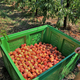 Fructal nekoč v Sloveniji odkupil 3500 ton breskev, zdaj le 50 ton