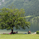 V Bohinju dnevnih obiskovalcev manj – zaradi vremena, pa tudi domnevne zastrupitev psov