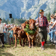Več kot 8000 ljudi na Kravjem balu v Bohinju, ki obuja tradicijo planšarstva