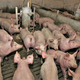 Prvi dve leti bo kastracijo pujskov krila država, izvajali jo bodo lahko tudi veterinarski pomočniki