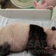 V Indoneziji se je skotil prvi panda