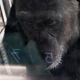 V starosti 49 let je poginila genialna šimpanzinja Ai