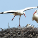 Bele štorklje se s prezimovanja vračajo v Slovenijo