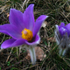 Rastišče pri Ponikvi vijoličasto obarvali cvetovi velikonočnice