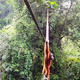 Orangutan prvič čez javno cesto po mostu iz vrvi