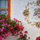 Kaj lahko naredite zdaj, da bodo vaše pelargonije letos bujno cvetele