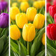 Katera barva tulipanov vas najbolj privlači? Odgovor razkriva, kaj prevladuje v vašem značaju