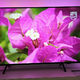 Na Philipsove televizorje prihajata Ambilight Plus in Titan OS