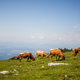 Izkoristite konec tedna in se odpravite na Veliko planino