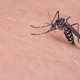 Novo cepivo za virus, ki so ga odkrili tudi v Sloveniji