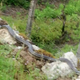 Po dalmatinskem kraju se plazi tri metre in pol dolga kača, domačini: Bojimo se iti ven.