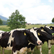 Za blagovno znamko ANTON se skriva slovenska agroživilska veriga, združena v Skupino Farme Ihan – kmalu Skupino ANTON