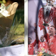 Liverpool bo v spomin na pokojnega Joto postavil spominska obeležja