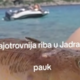 Dramatična izkušnja z dopusta: "Cela noga je bila otečena, modra, mravljinčasta"