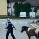Izgubljeni poni s pomočjo policistov znova doma #video