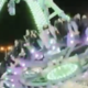 Huda nesreča v zabaviščnem parku: vrtiljak z ljudmi zgrmel na tla #video