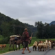 Nenavaden prizor na slovenskih cestah: kdo je skrivnostni popotnik?