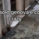 Posledice plimovanja v Italiji: "Ribe plavajo po ulicah"