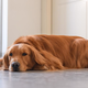 Zakaj nekateri psi raje spijo na tleh ob vratih kot v svoji postelji